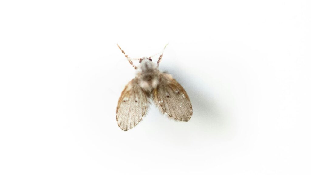 Small Psychodidae on white surface