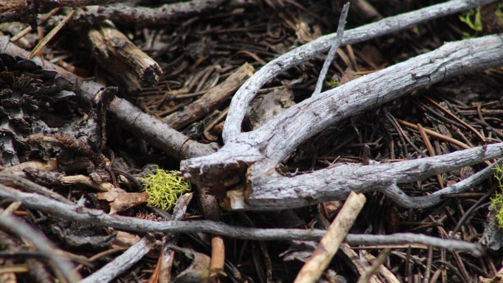 Rotten tree branches